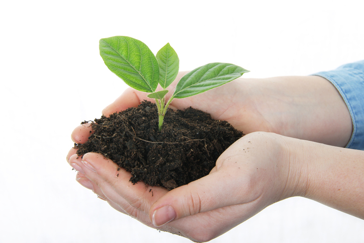 holding young plant in hands